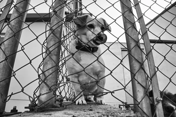 Versperrte Zwingerhunde Ausgesetzt Trauer — Stockfoto