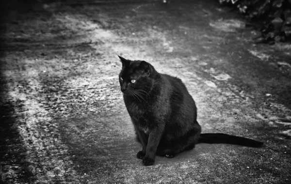 Verlaten Straatkatten Dierenmishandeling Verdriet — Stockfoto