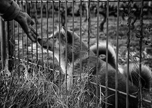 Dog in enclosed kennel, abandoned animals, abuse