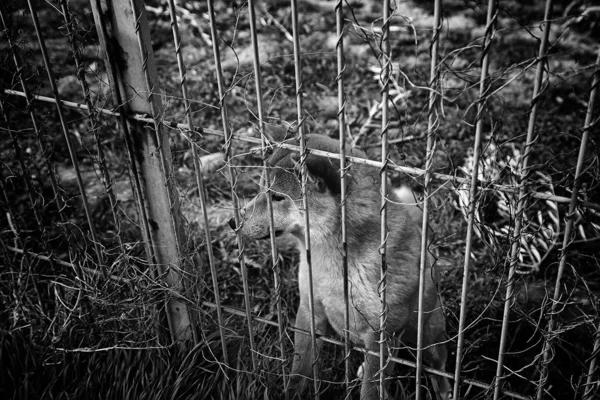 Cão Canil Fechado Animais Abandonados Abuso — Fotografia de Stock