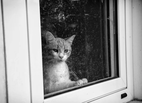 Gatos Rua Abandonados Abuso Animais Tristeza — Fotografia de Stock