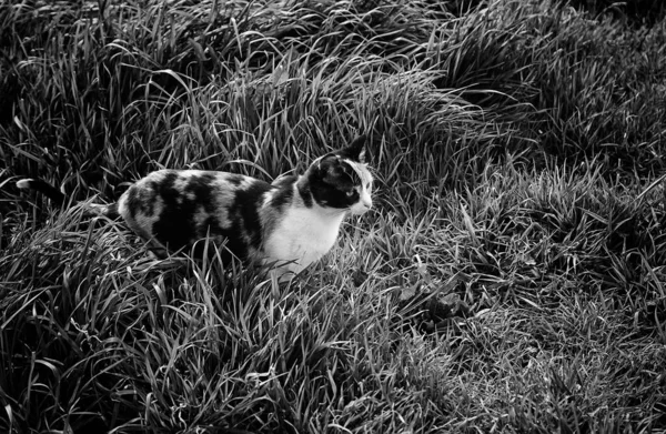 Verlassene Straßenkatzen Tierquälerei Trauer — Stockfoto