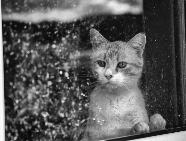 Брошенные Уличные Кошки Жестокое Обращение Животными Грусть — стоковое фото