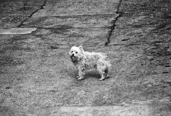 Dog Walking Street Domestic Animals — Stock Photo, Image