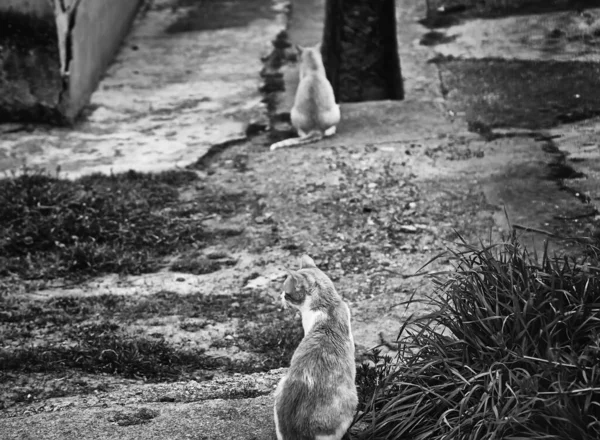 Gatos Rua Abandonados Abuso Animais Tristeza — Fotografia de Stock