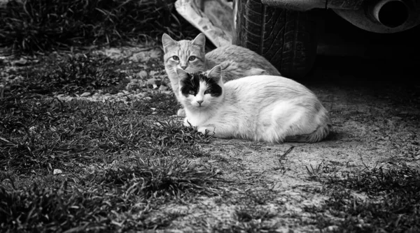 Verlassene Straßenkatzen Tierquälerei Trauer — Stockfoto