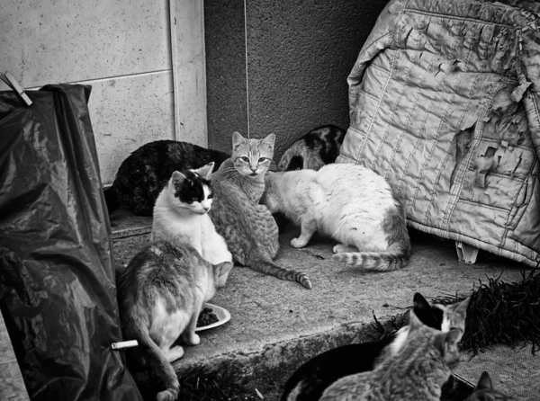 Gatos Rua Abandonados Abuso Animais Tristeza — Fotografia de Stock