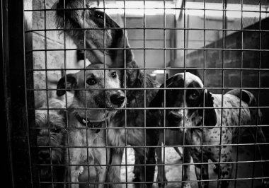 Köpek kulübesinde, terk edilmiş hayvanlar, taciz.