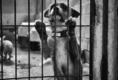 Köpek kulübesinde, terk edilmiş hayvanlar, taciz.
