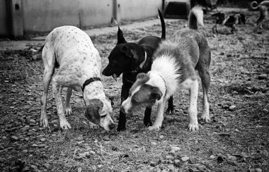 Komik köpek sokak özenli ve evcil hayvan hayvanlar yürüyen