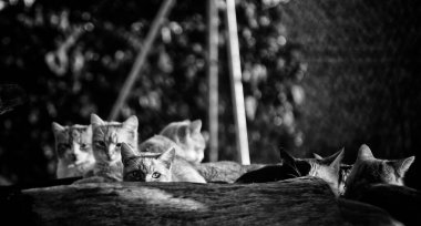 Terk edilmiş sokak kedileri, hayvan istismarı, üzüntü.