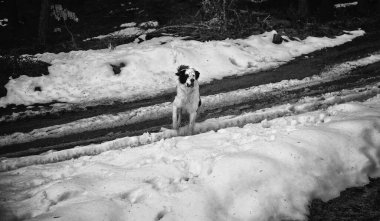 Dağları kar, manzara ve doğa oynayan köpek