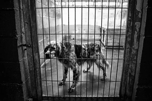 Cão Canil Fechado Animais Abandonados Abuso — Fotografia de Stock