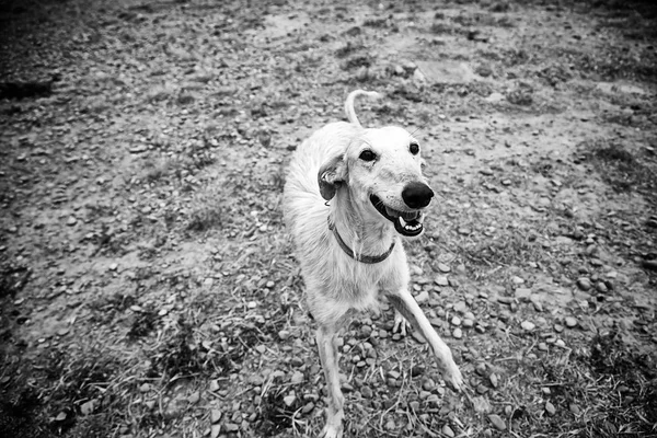 Greyhound Przyjęła Spaceru Ulicy Zwierzęta Wybawiony — Zdjęcie stockowe