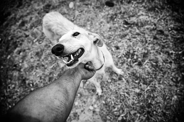 Windhund Beim Gassigehen Auf Der Straße Adoptiert Tiere Gerettet — Stockfoto