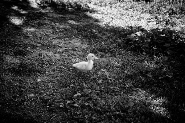 Malé Kachny Štěňátka Přírodním Parku Zvířata Krajina — Stock fotografie