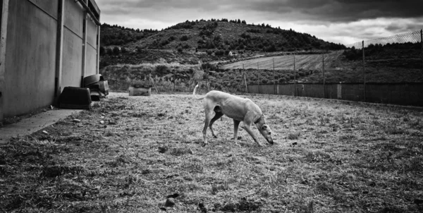 Greyhound Antog Vandrar Gatan Djur Räddade — Stockfoto