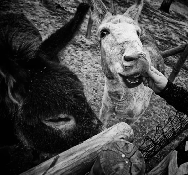 Donkeys Animal Farm Natural Park — Stock Photo, Image