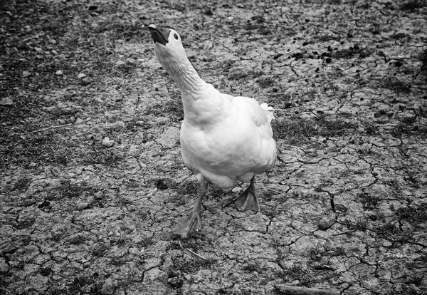 Ganso Granja Parque Natural Aves — Foto de Stock