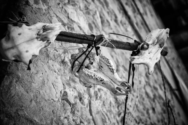 Goat Skull Tent Campaign India Animals Symbols — Stock Photo, Image