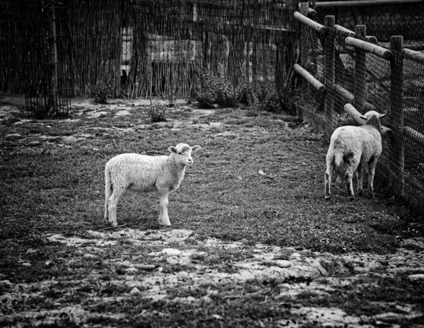 Овцы Ферме Травоядные Животные Природный Парк — стоковое фото