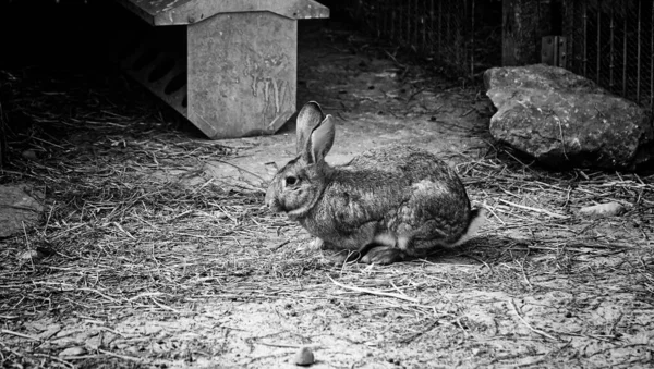 Coniglio Nel Parco Naturale Animali Erbivori Natura — Foto Stock