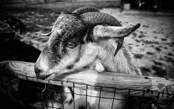 Ovce Farmě Býložravých Živočichů Přírodní Park — Stock fotografie