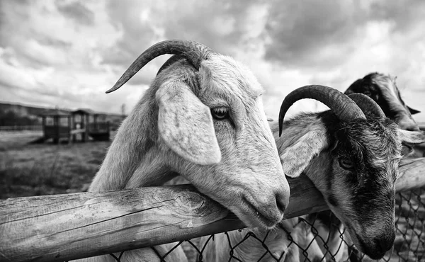 Ovce Farmě Býložravých Živočichů Přírodní Park — Stock fotografie