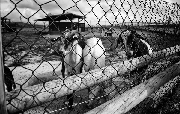 Moutons Ferme Animaux Herbivores Parc Naturel — Photo