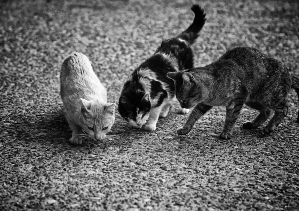 Porzucone Koty Znęcanie Się Nad Zwierzętami Smutek — Zdjęcie stockowe