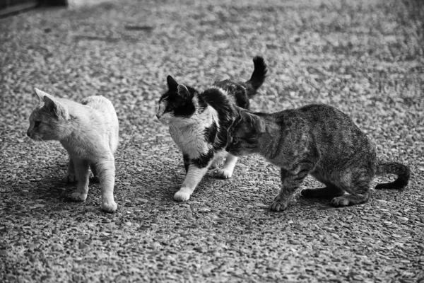 Εγκαταλελειμμένες Γάτες Του Δρόμου Κακοποίηση Ζώων Θλίψη — Φωτογραφία Αρχείου