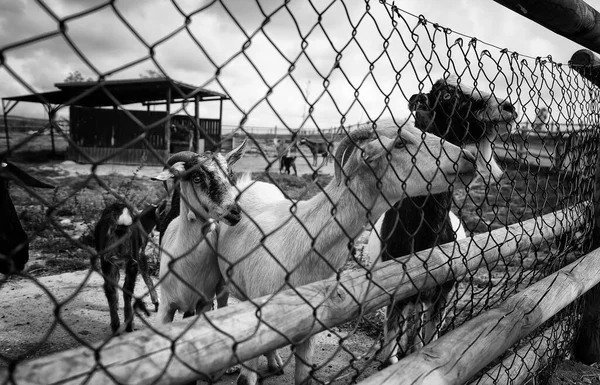 ヤギ放牧場 動物と自然 — ストック写真