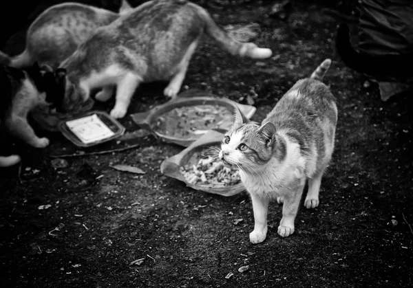 Gatti Strada Abbandonati Abusi Sugli Animali Tristezza — Foto Stock