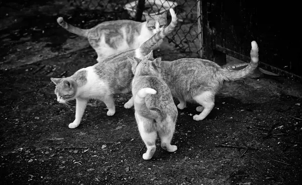 Opuštěné Pouliční Kočky Týrání Zvířat Smutek — Stock fotografie