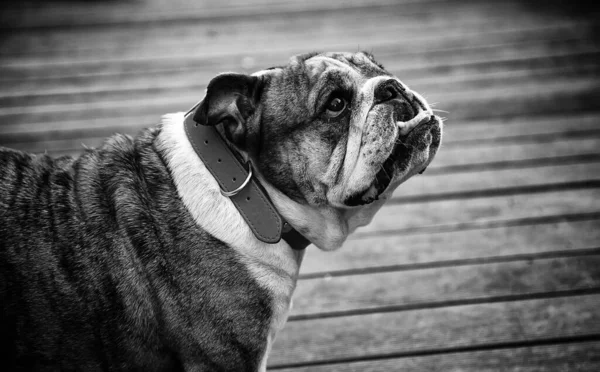 Bulldog Park Playing Walking Pedigree Animals — Stock Photo, Image