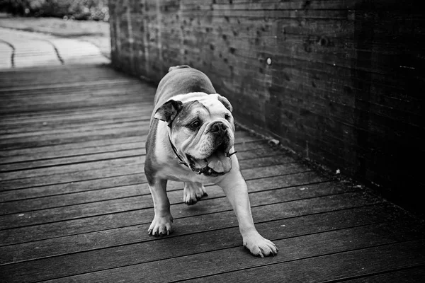 Bulldog Parque Brincando Caminhando Animais Pedigree — Fotografia de Stock