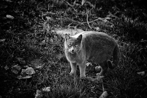 Gatos Rua Abandonados Abuso Animais Tristeza — Fotografia de Stock