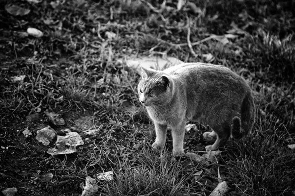 Gatos Rua Abandonados Abuso Animais Tristeza — Fotografia de Stock