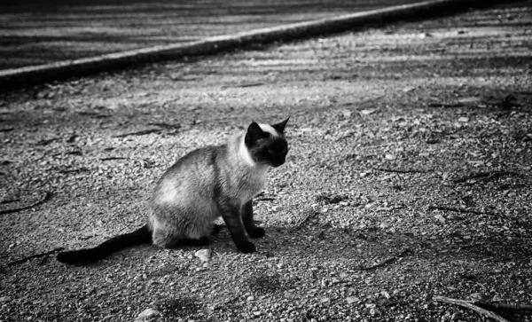 Gatos Rua Abandonados Abuso Animais Tristeza — Fotografia de Stock