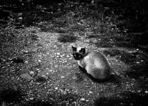 Verlassene Straßenkatzen Tierquälerei Trauer — Stockfoto