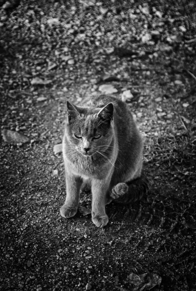 Gatti Strada Abbandonati Abusi Sugli Animali Tristezza — Foto Stock