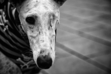 Sokakta kafatasları olan bir tazı, evcil hayvanlar.