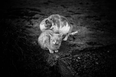 Terk edilmiş sokak kedileri, hayvan istismarı, üzüntü.