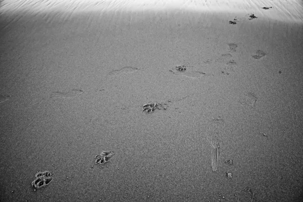 Dog Tracks Marked Beach Animals Freedom — Stock Photo, Image