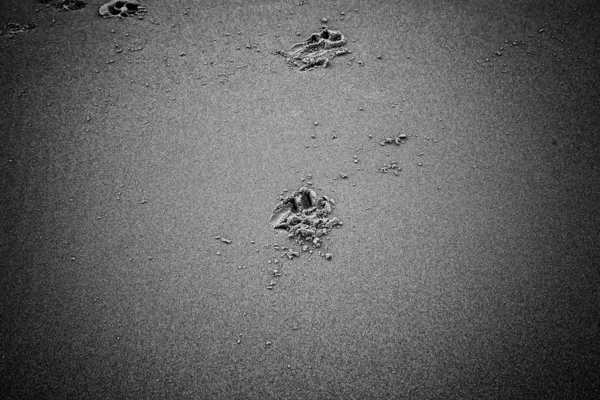 Pistas Cães Marcadas Praia Animais Liberdade — Fotografia de Stock