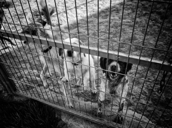 Hund Inhägnad Kennel Övergivna Djur Övergrepp — Stockfoto
