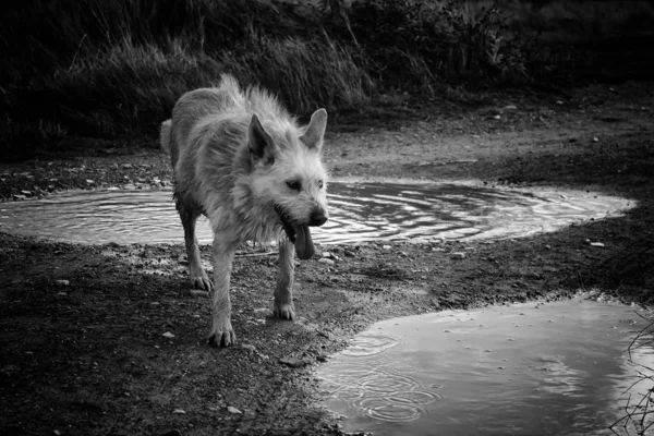 Podenco 犬放棄し 悲しい 動物の採用 — ストック写真