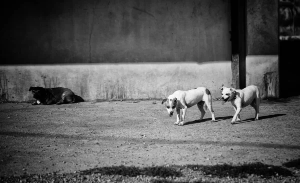 狗在封闭的狗舍 被遗弃的动物 — 图库照片