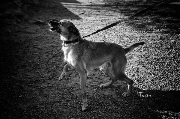 Cão Canil Fechado Animais Abandonados Abuso — Fotografia de Stock