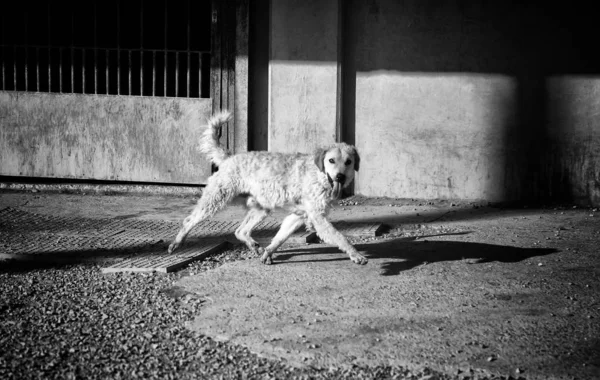 Dog Enclosed Kennel Abandoned Animals Abuse — Stock Photo, Image